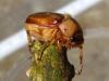 Rhizotrogus maculicollis